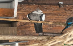 Cockatiels birds for sale: Young Male all grey mixed pied cockatiel  - Image 3