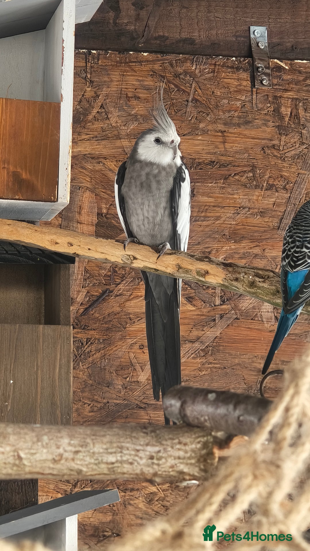 Cockatiels birds for sale: Young Male all grey mixed pied cockatiel  - Image 3