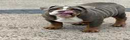 English Bulldog dogs for sale: English Bulldogs 🐾📑 - Advert 1