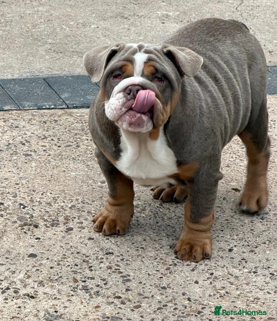 English Bulldog dogs for sale: English Bulldogs 🐾📑 - Advert 1
