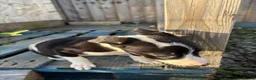 Lurcher dogs for sale: Lurcher puppies in Chesterfield - Advert 4