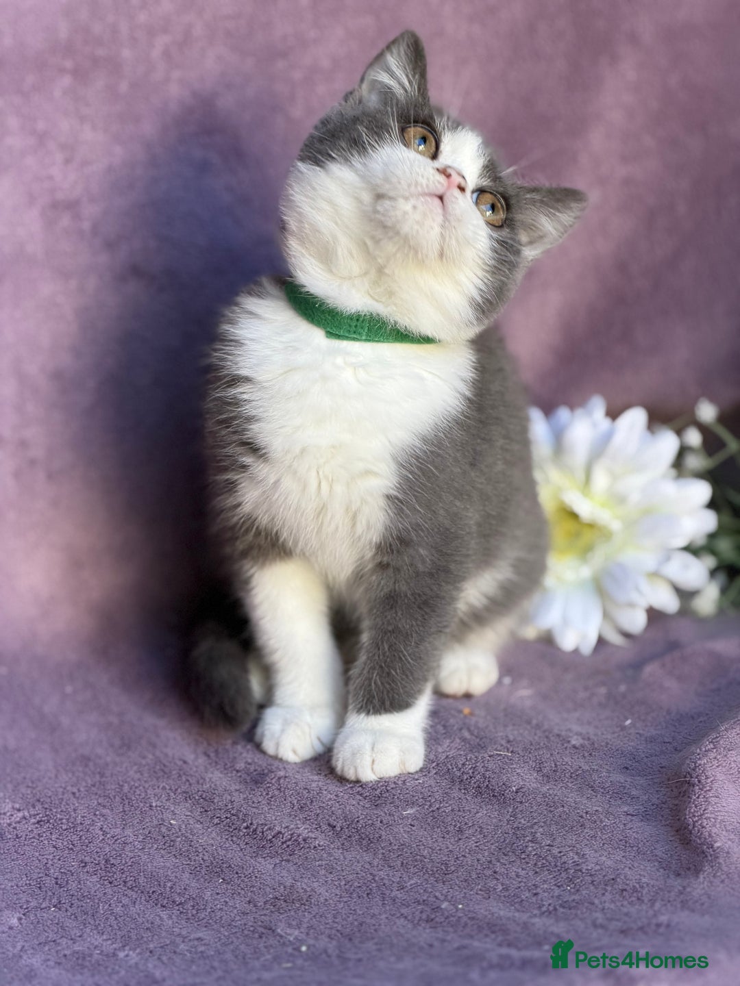 British Shorthair cats for sale: BSH adorable red tabby/ chocolate/ bicolour  - Image 11