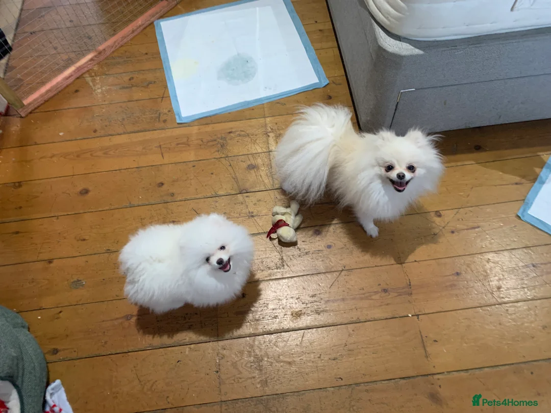 Pomeranian dogs for sale:  **  Pomeranian girl puppy  - Advert 2