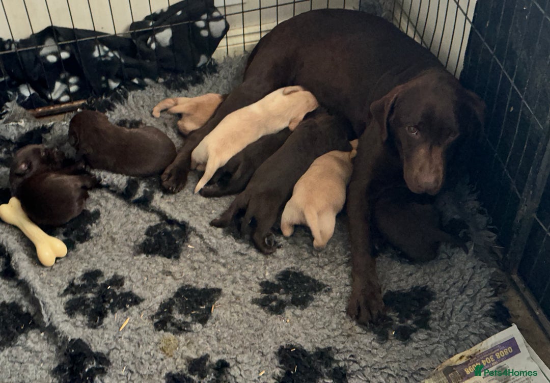 Labrador Retriever dogs for sale: Heath checked Beautiful chunky labrador puppies  - Advert 1