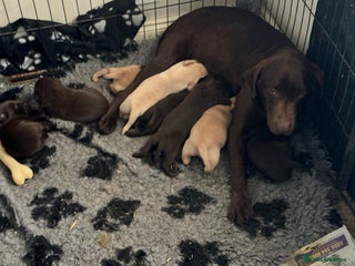 Labrador Retriever dogs Heath checked Beautiful chunky labrador puppies - Advert 3