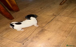 Jack Russell dogs for sale: Jack Russell Pure Breed Puppy’s  - Image 11