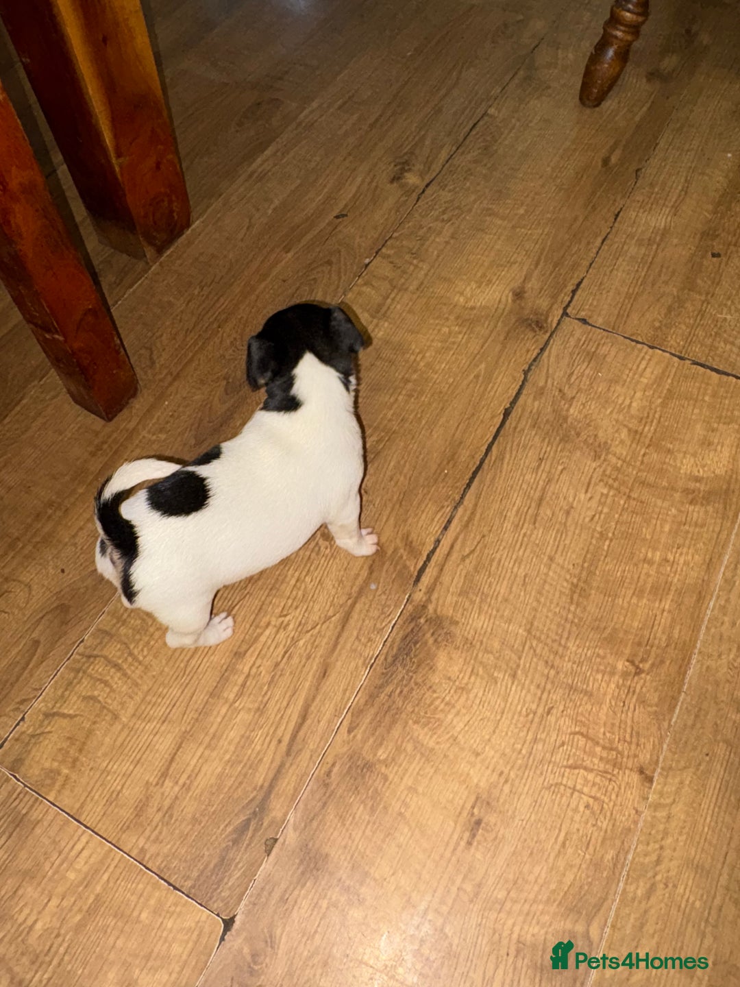 Jack Russell dogs for sale: Jack Russell Pure Breed Puppy’s  - Image 11