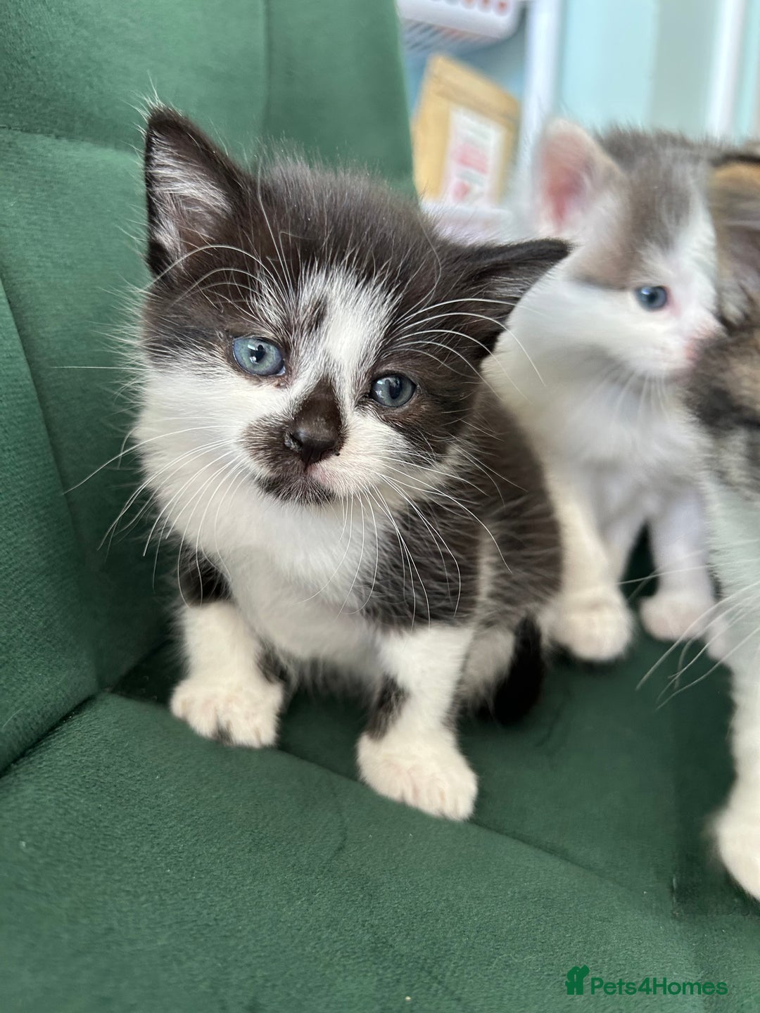 British Longhair cats for sale: Fluffy little angels  - Image 10