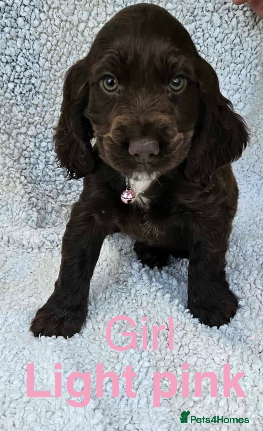 Cocker Spaniel dogs for sale: Cocker spaniel  - Image 2