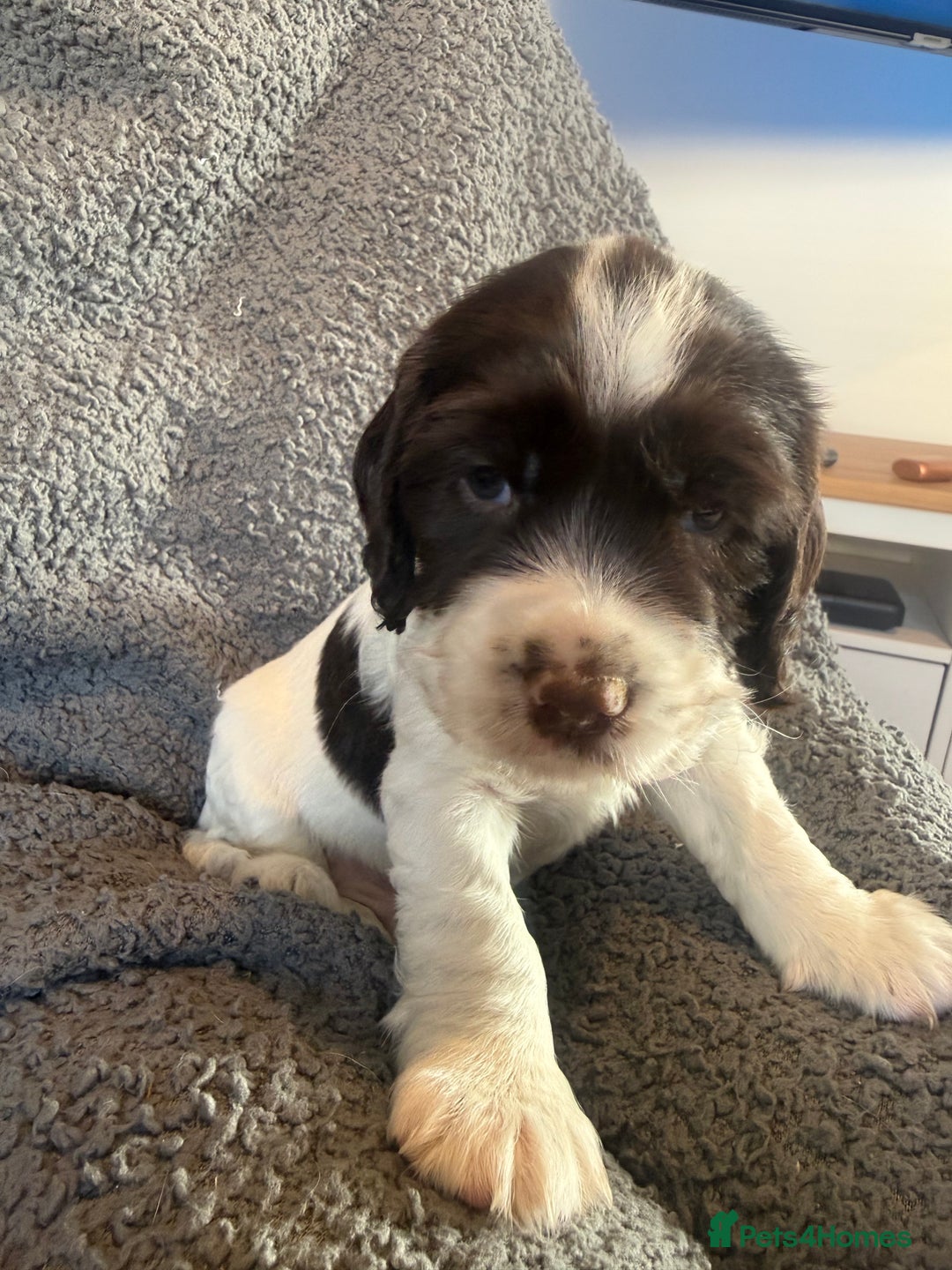 Mixed Breed dogs for sale: SprockerPoo Puppies ready 16/12 - Advert 14