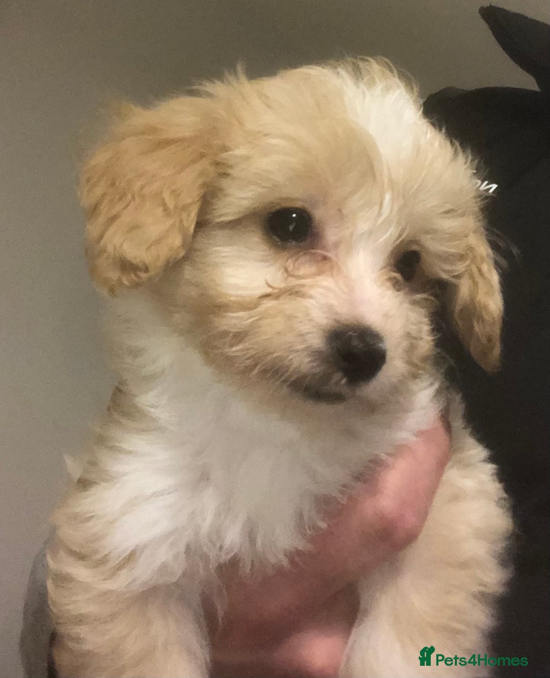 Mixed Breed dogs for sale: Poodle x Maltizu puppies - Advert 7