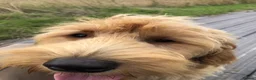Goldendoodle dogs for sale: Phoebe F1 Miniature Goldendoodle - Advert 10