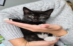 Mixed Breed cats for sale: Mixed breed Tabbies  - Image 25