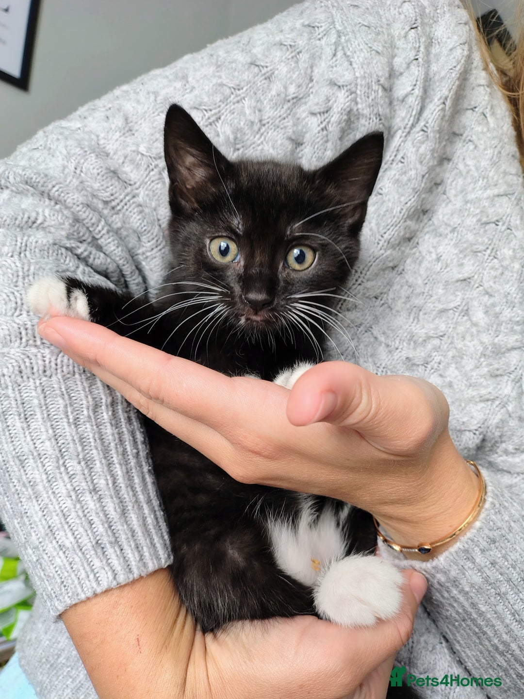 Mixed Breed cats for sale: Mixed breed Tabbies  - Image 25