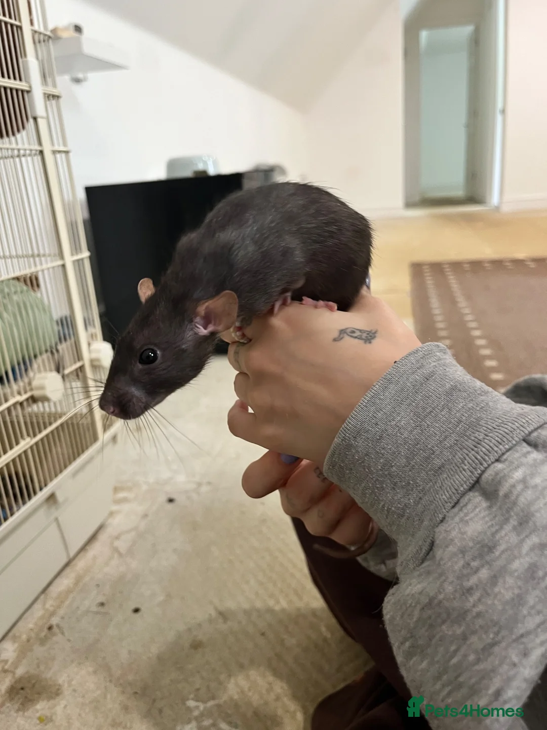 Rat rodents for sale: Pair female adult rats - free to good home - Advert 11
