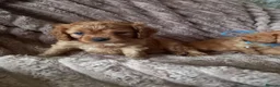 Cavapoo dogs for sale: Fb1 cavapoo  - Advert 11