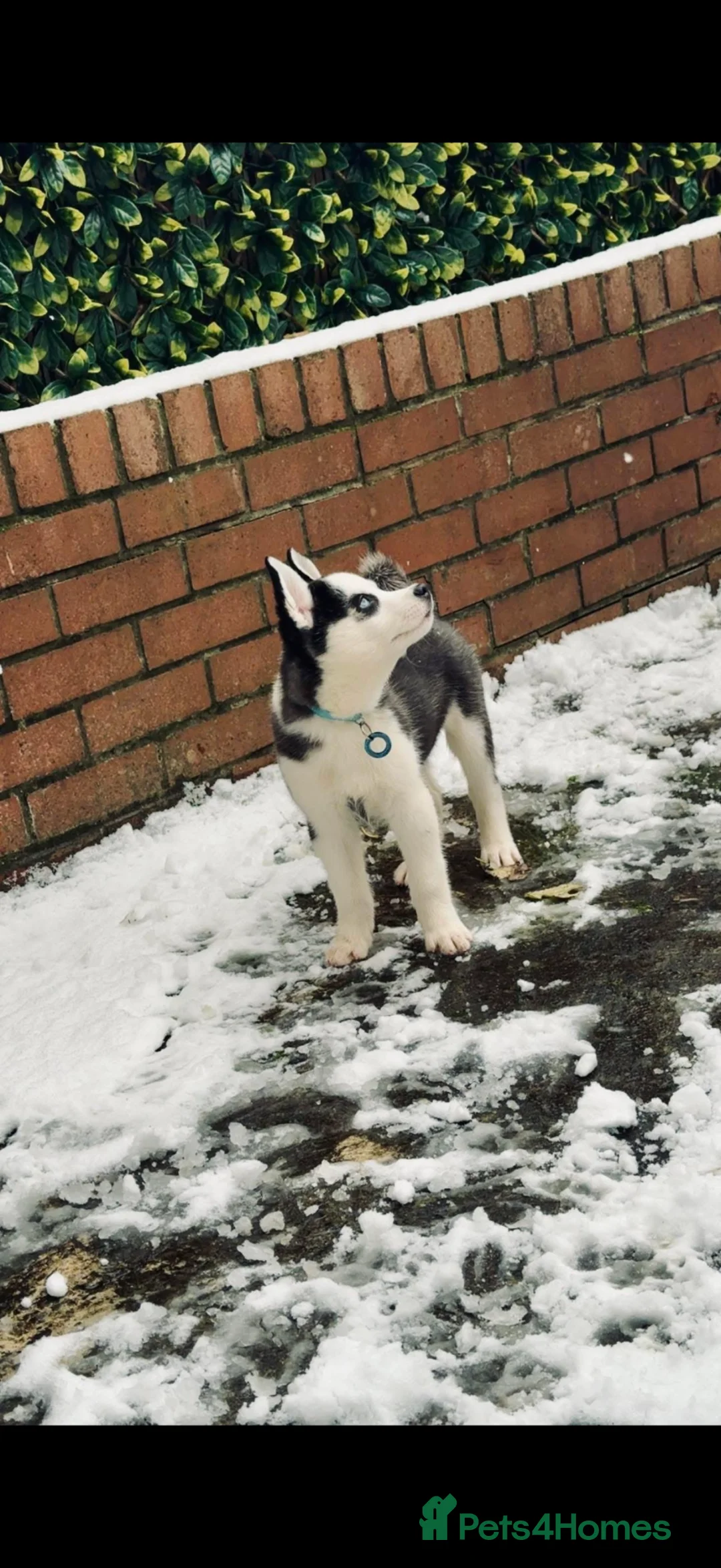 Siberian Husky dogs for sale: Siberian Husky - Advert 9