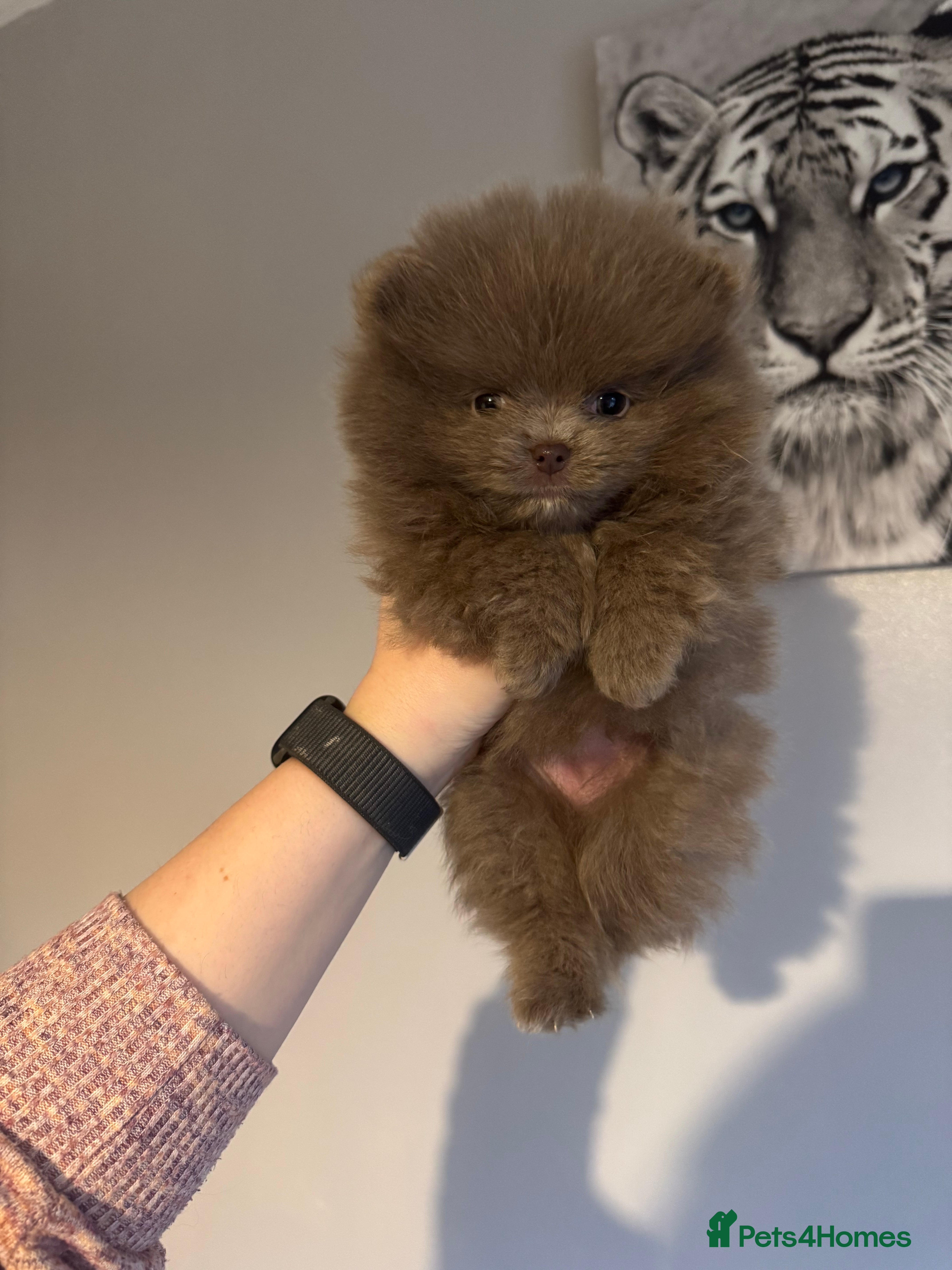 Pomeranian dogs Only the lilac girl left - Advert 2