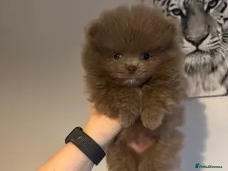 Pomeranian dogs Only the lilac girl left - Advert 2