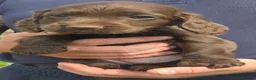 Cocker Spaniel dogs for sale: 🤎 (((READY NOW))) KC Working Cocker Spaniels 🤎 - Advert 15