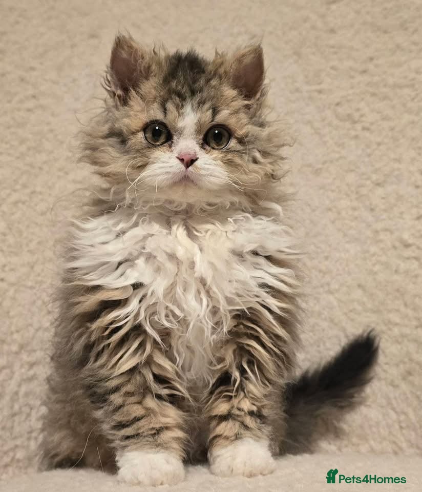 Selkirk Rex cats for sale: Selkirk Rex 5 months old female - Advert 1