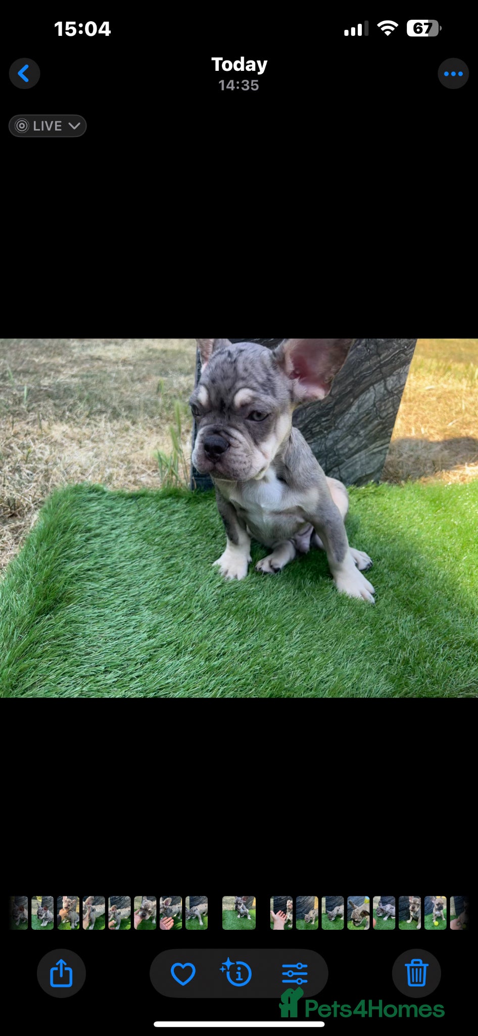 French Bulldog dogs for sale: French bulldog puppys  - Advert 6