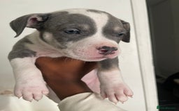 American Bully dogs for sale: Beautiful American bully puppies for sale - Image 13