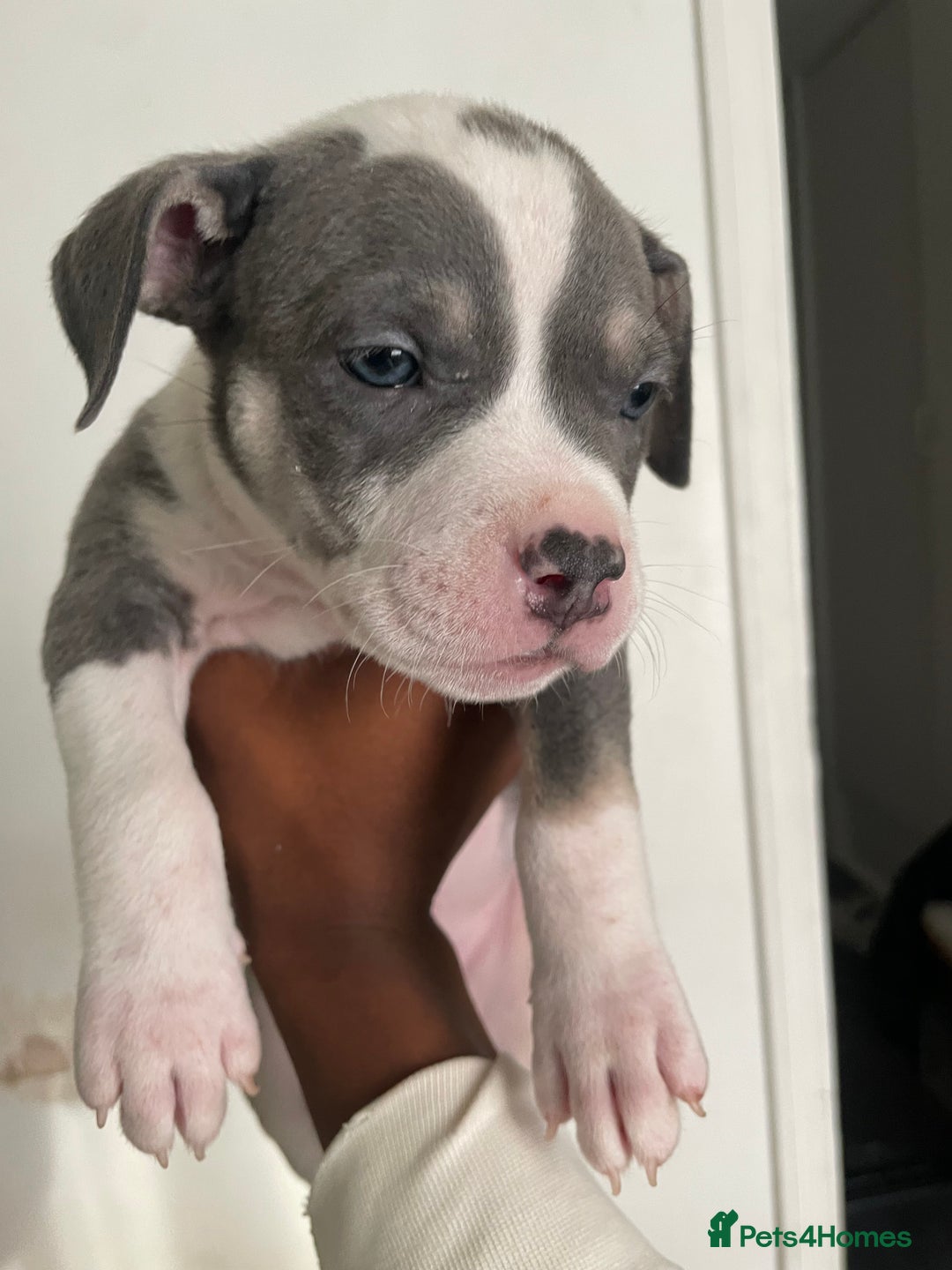 American Bully dogs for sale: Beautiful American bully puppies for sale - Image 13
