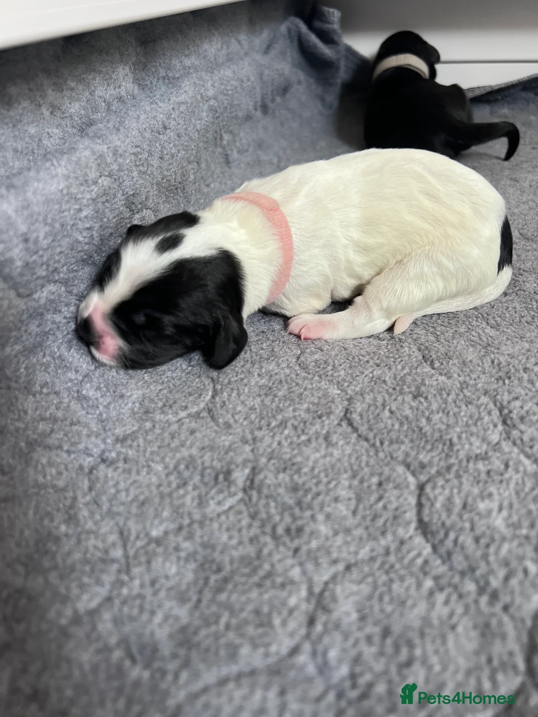 Sprocker dogs for sale: Adorable Sprocker Spaniel puppies Leeds - Advert 11