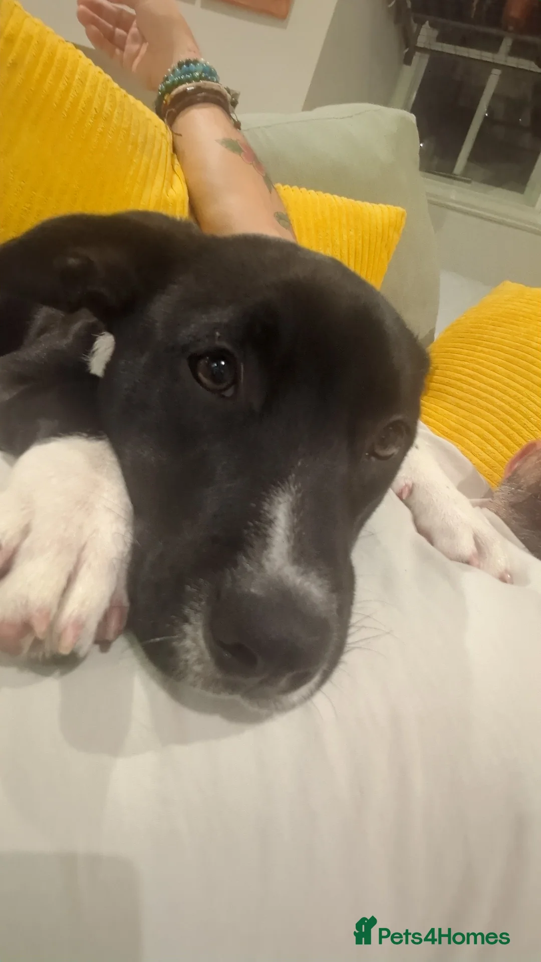 Mixed Breed dogs for sale: Beautiful Lola - Advert 3