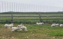 Chickens poultry for sale: Bantams for sale - Image 4