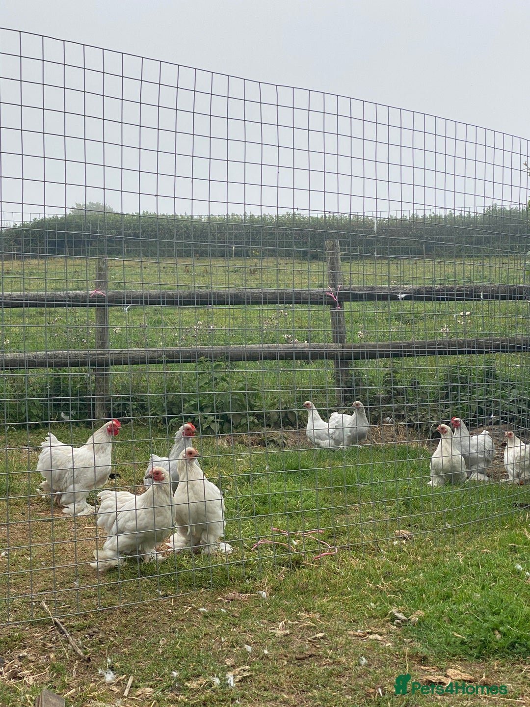 Chickens poultry for sale: Bantams for sale - Image 4