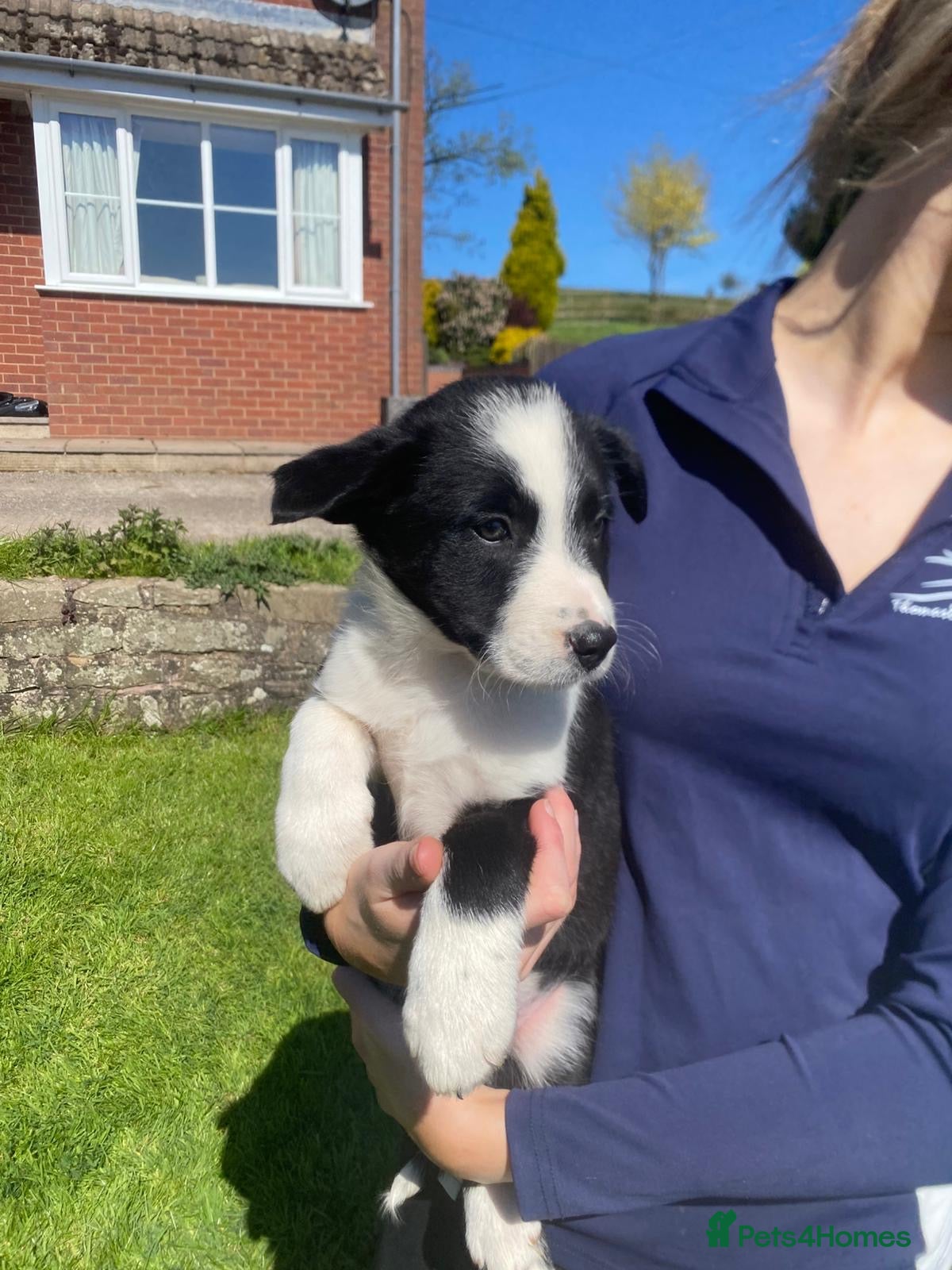 Border Collie dogs Active Border Collie pups for sale - Advert 2
