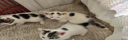 Mixed Breed cats for sale: Adorable9-Week-Old Kittens Looking forLoving Homes - Advert 9