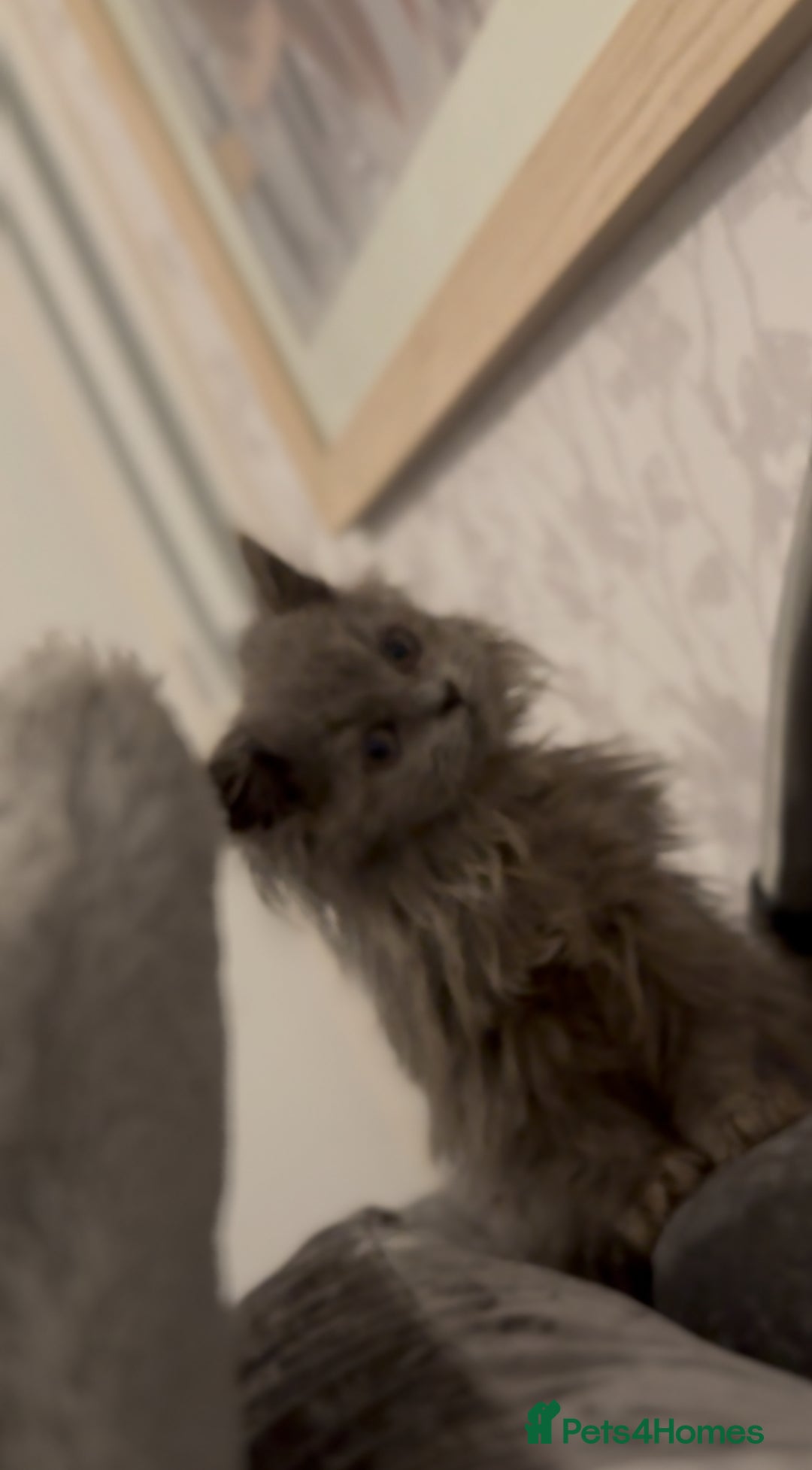 British Longhair cats for sale: Adorable British Longhair Kittens Ready Now! - Advert 3