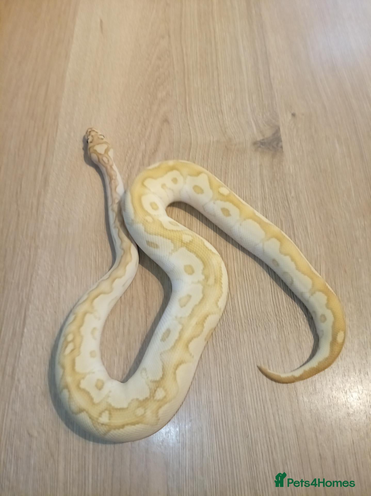 Python Snake reptiles for sale: Ball pythons - Advert 1