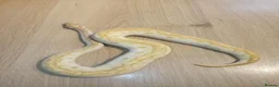 Python Snake reptiles for sale: Ball pythons - Advert 5