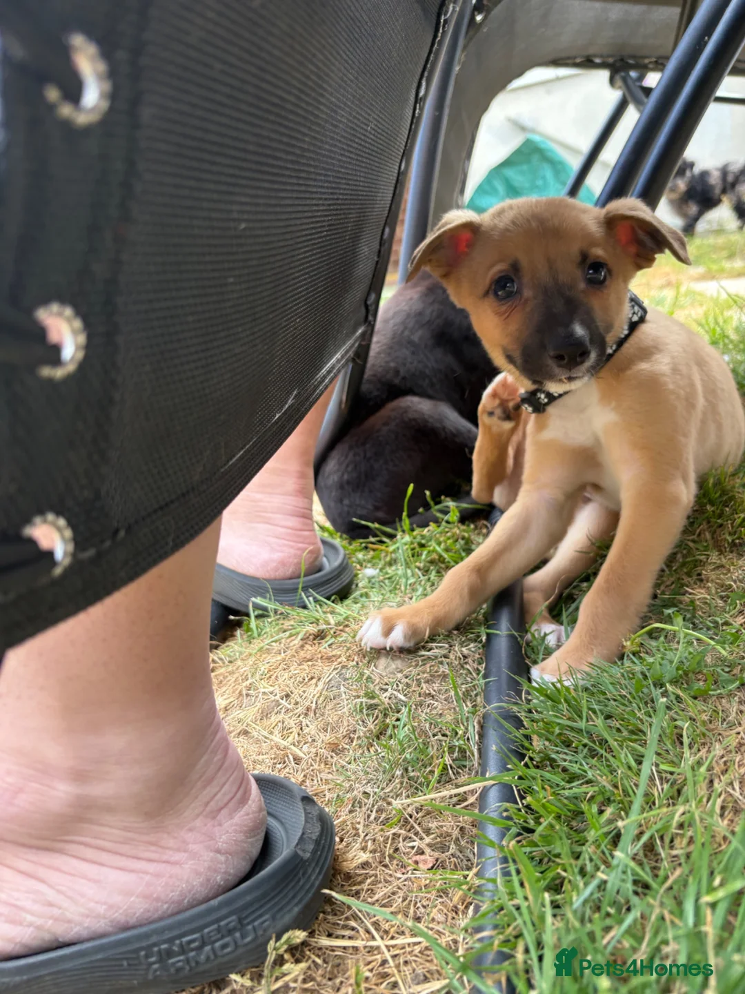 Whippet dogs for sale: Whippet cross  - Advert 2