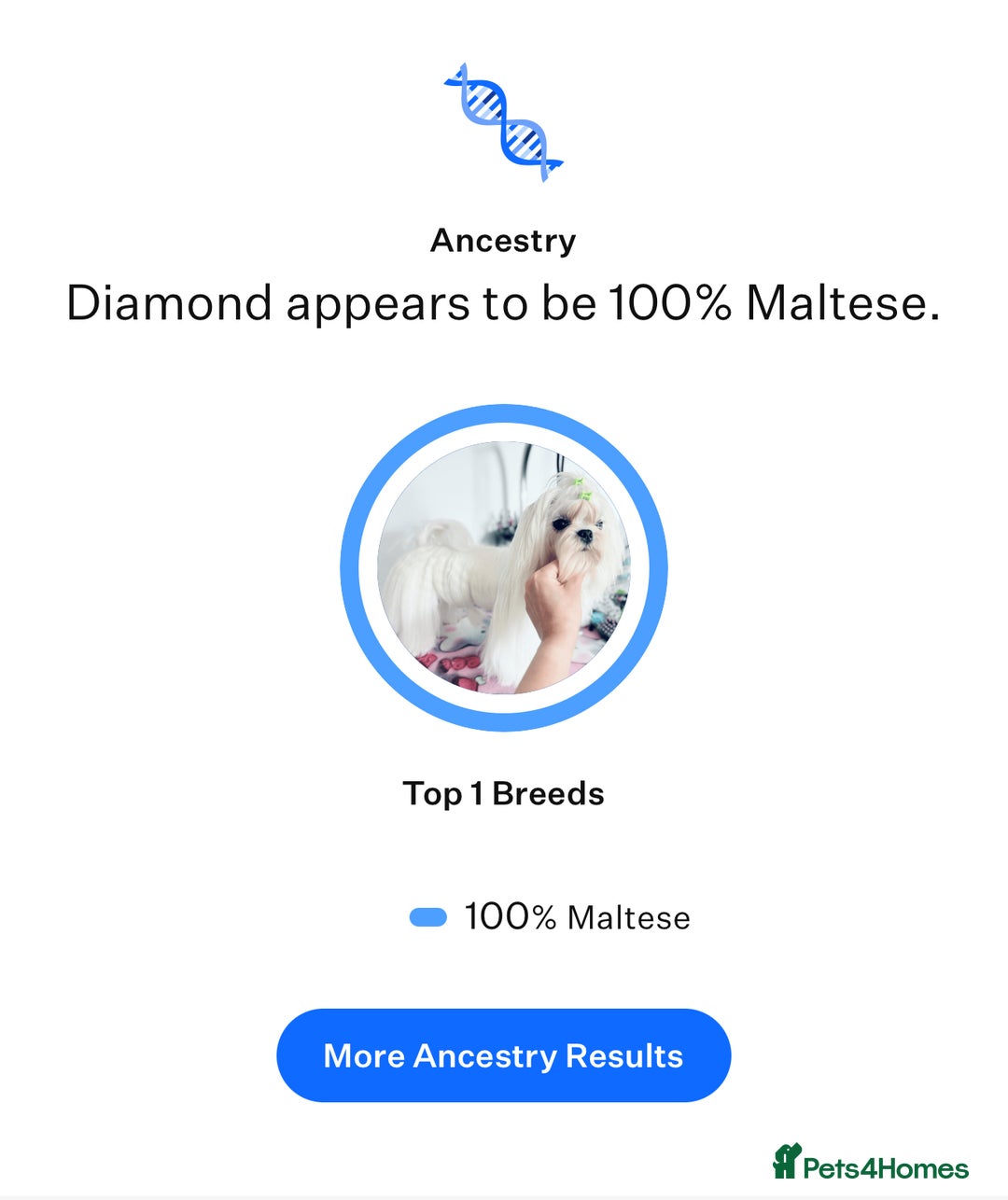 Maltese dogs for stud: 🩵Extreme Face Korean Maltese For Stud 🧬 CLEAR🩵 - Image 2