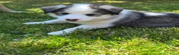 Mixed Breed dogs for sale: 75%Husky / 25% labrador. (LABSKI). - Advert 20