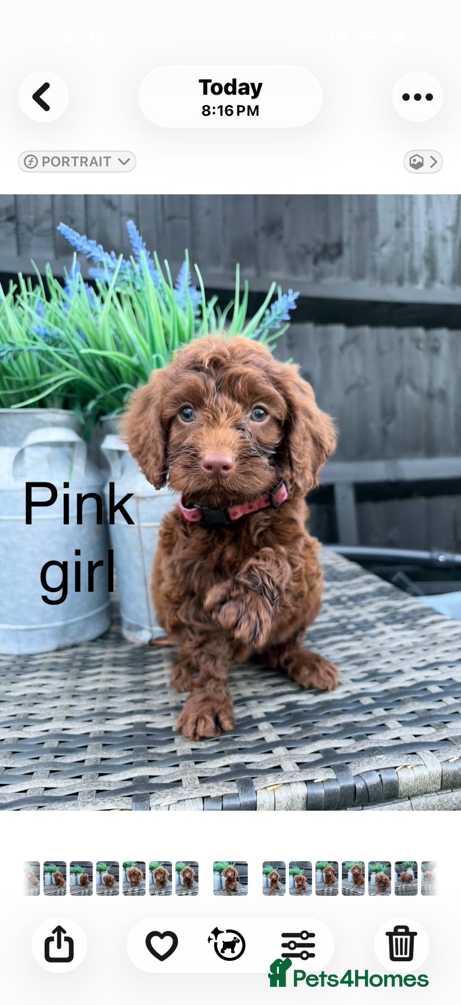 Cockapoo dogs Genetic clear cockapoo puppies - Advert 1