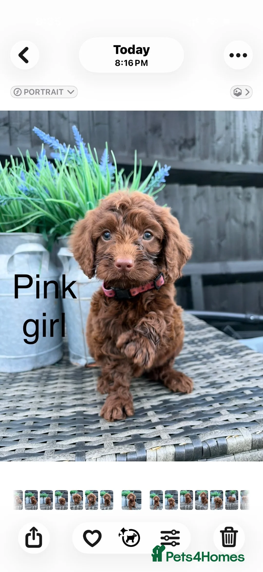 Cockapoo dogs for sale: Genetic clear cockapoo puppies - Advert 1