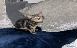 American Shorthair cats for sale: Tabby Kitten  - Image 1