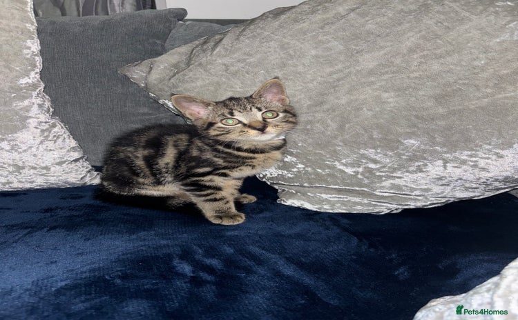 American Shorthair cats - Advert 1