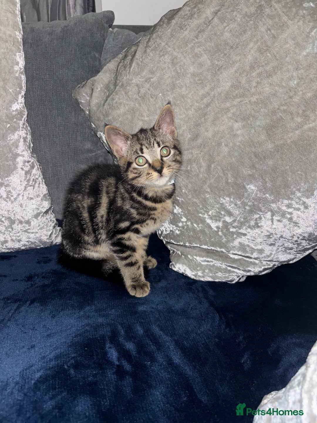 American Shorthair cats for sale: Tabby Kitten  - Image 1