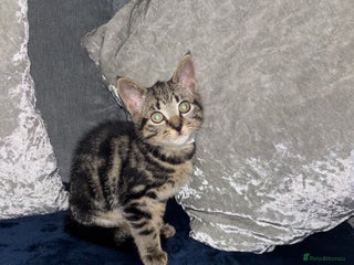 American Shorthair cats Tabby Kitten - Advert 3