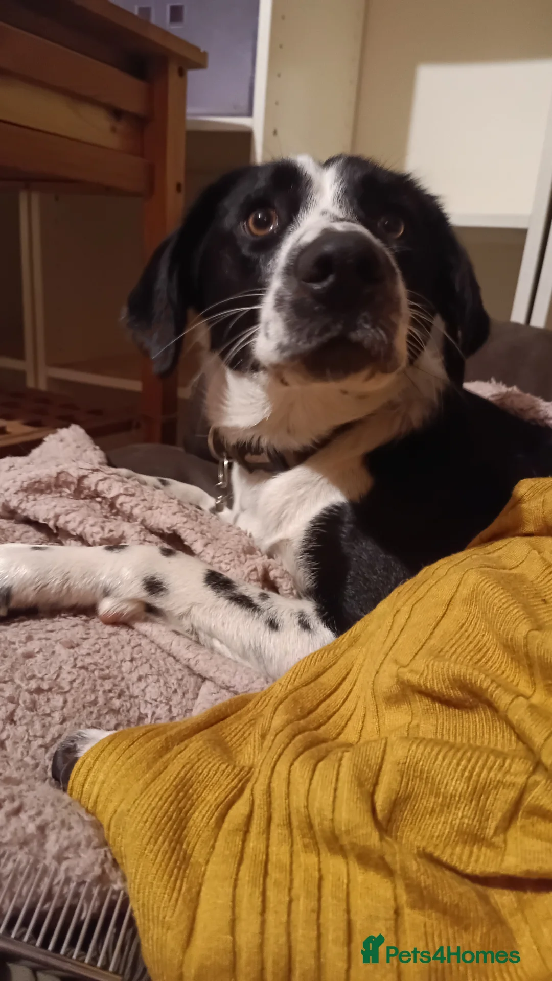 Mixed Breed dogs for sale: Poppadom Collie X Spaniel - Advert 2
