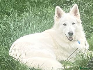 German Shepherd dogs Long haired White German Shepherd for STUD in London - Advert 2