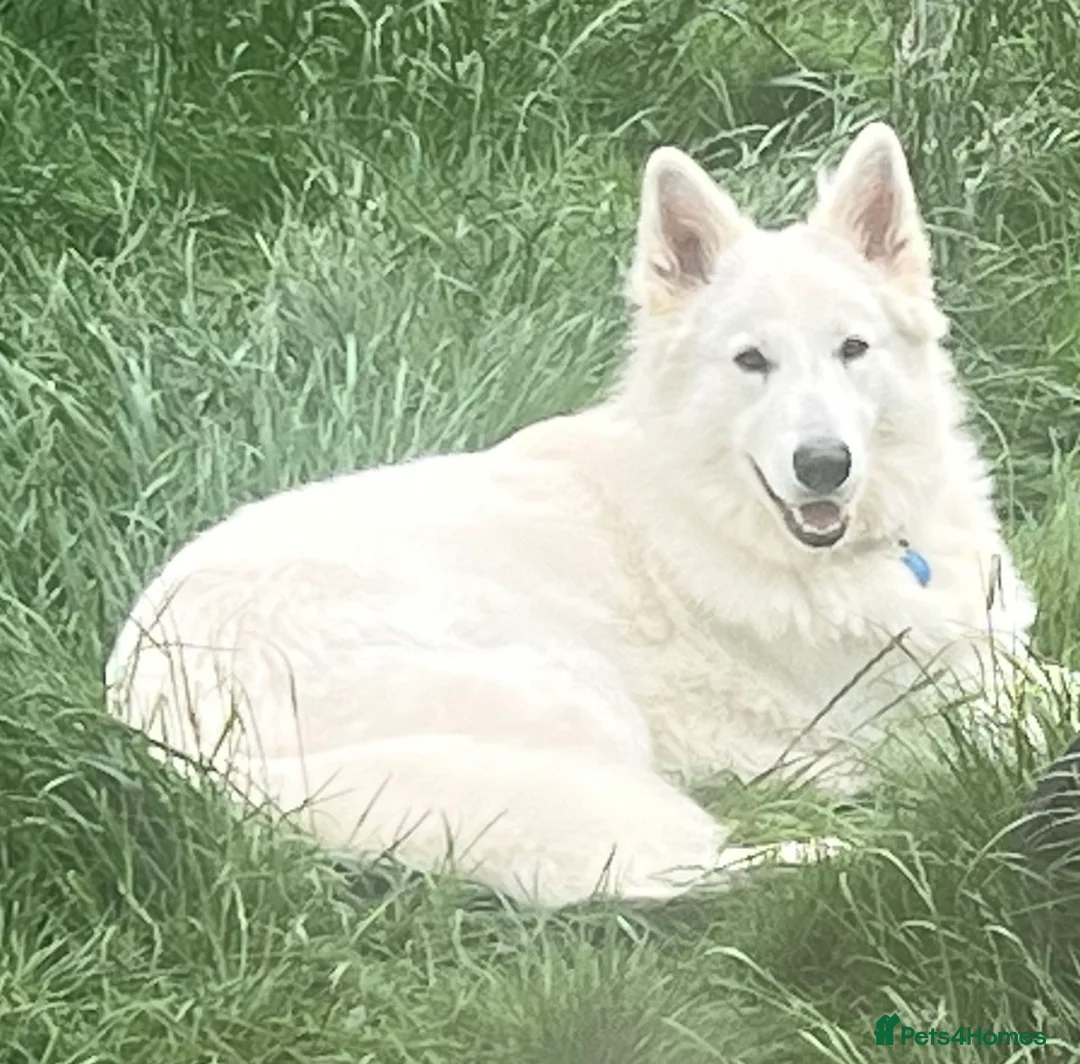 German Shepherd dogs for stud: Long haired White German Shepherd for STUD in London - Advert 1