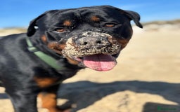 Rottweiler dogs for stud: Bear the Rottweiler - Image 3